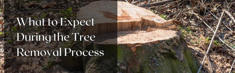 tree removal services near me