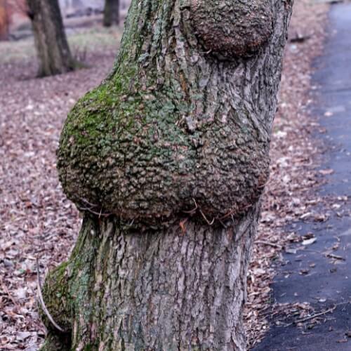 Diseases-and-Pests-that-May-Necessitate-Tree-Removal-2-2 - MARTIN'S TREE SERVICE INC. tree removal services