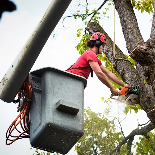 Professional Tree Cutters - MARTIN'S TREE SERVICE INC. Professional Tree Cutters
