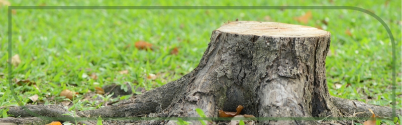 Stump Grinding