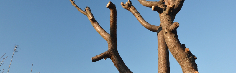 Tree Cutting Service