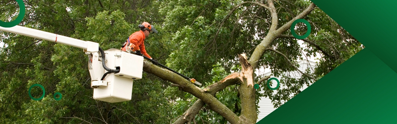 Tree Cutting Service