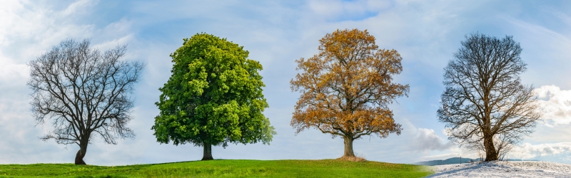 Kitchener Tree Service