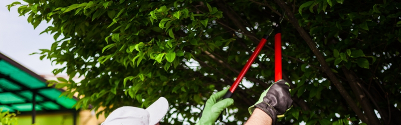 Tree Maintenance Services