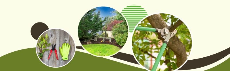 Tree Maintenance Services