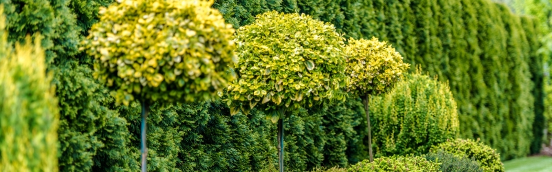 Tree Pruning