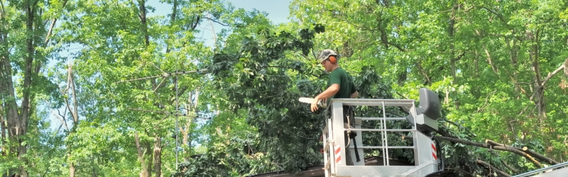 Tree Care - MARTIN'S TREE SERVICE INC. Tree Care