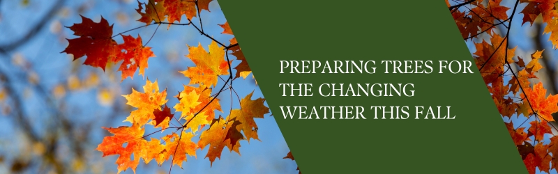 how to prepare your trees for the changing weather this fall