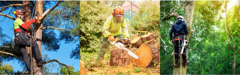 hiring-a-certified-arborist-in-content - MARTIN'S TREE SERVICE INC. The Benefits of Hiring a Certified Arborist for Your Tree Care Needs