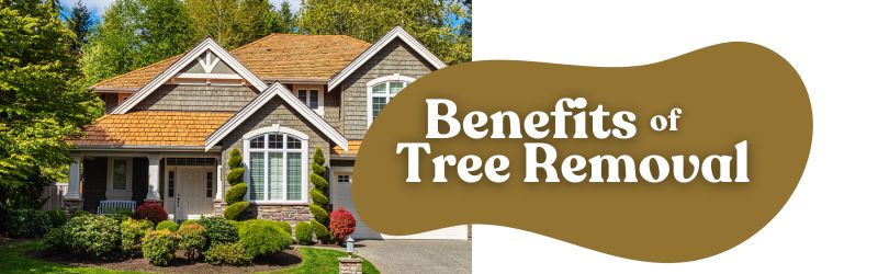 How Tree Removal Can Enhance Your Property Value