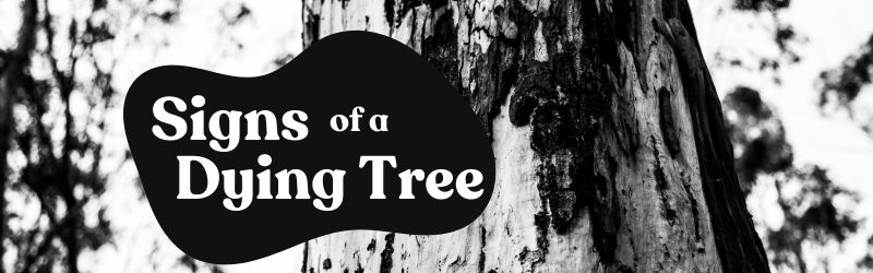 signs-of-a-dying-tree