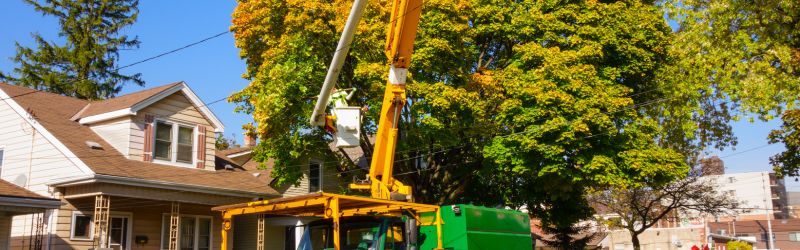 tree removal - MARTIN'S TREE SERVICE INC. tree removal in Kitchener