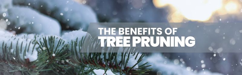 Winter tree pruning is an essential practice that supports robust and vibrant tree growth.