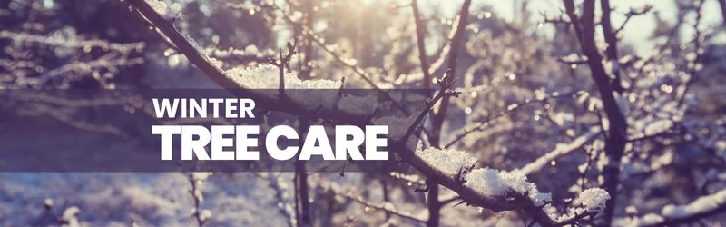 Are you worried about how the chilly Canadian winters might affect your trees? Our latest piece offers crucial winter tree care tips.