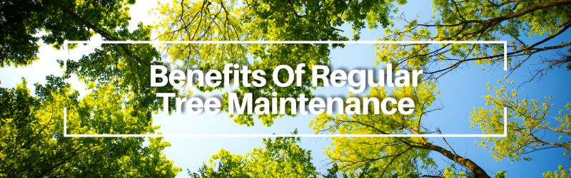 Sunlight filtering through the vibrant green leaves of trees, with the text 'Benefits Of Regular Tree Maintenance' overlaid in a white rectangular frame.