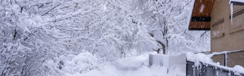 Curious about the impact of heavy snow on trees? Contact the experts at Martin’s Tree Service for efficient solutions.