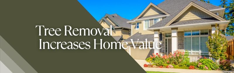 How Tree Removal Can Increase Your Property Value in Waterloo