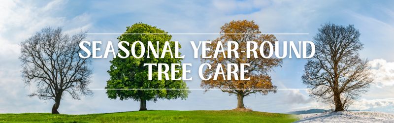 Seasonal Year-Round Tree Care – Guide for Healthy Trees in Every Season