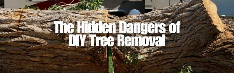 The Hidden Dangers of DIY Tree Removal