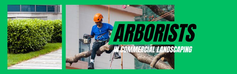 Arborists in Commercial Landscaping – Professional Tree Care Services