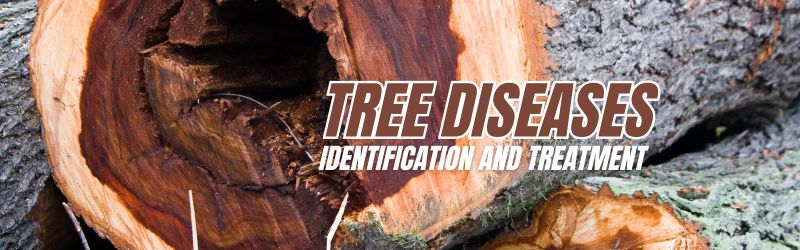 Tree Diseases Identification and Treatment – Guide to Common Tree Health Issues