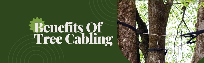 Close-up view of tree cabling system supporting weak tree limbs with black straps and wires, promoting structural tree safety – Benefits of Tree Cabling banner