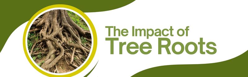 Large tree roots spreading across the ground, illustrating the potential impact of roots on home foundations, with the title "The Impact of Tree Roots" in bold green text.