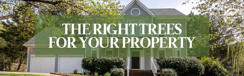 Kitchener home with well-landscaped trees and shrubs, representing the benefits of selecting the right native and drought-tolerant trees for your property.