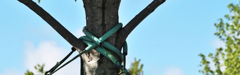 Tree stabilized with green cabling system and support braces to prevent branch splitting and ensure healthy tree growth under blue sky.
