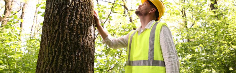 Certified arborist in high-visibility vest and hard hat inspecting a tree for structural stability in a forested area during tree assessment.