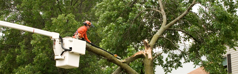 In Content - Trees Damaging Your Property_ _ Martins Tree Service - MARTIN'S TREE SERVICE INC. Arborist cutting a large tree branch near a home using a bucket lift, demonstrating professional tree removal services to prevent property damage.