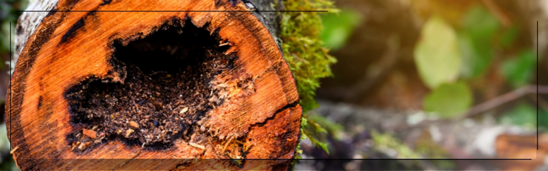 Close-up of a tree trunk damaged by pests or insects, showing internal decay and hollow center – common sign of tree infestation in Ontario forests.”