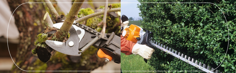 Close-up of tree pruning with hand loppers and hedge trimming with powered trimmer for tree maintenance comparison