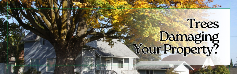 Large tree with sprawling branches in front of residential homes with the text "Trees Damaging Your Property?" – highlighting potential property damage caused by overgrown trees.