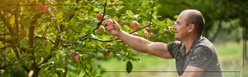 Man inspecting and picking apples from a healthy fruit tree in a well-maintained garden