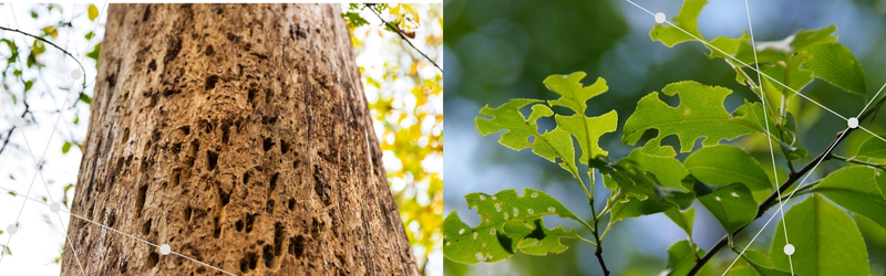 Close-up of tree bark damaged by wood-boring insects and green leaves with visible pest damage, showing signs of summer tree pest infestation.