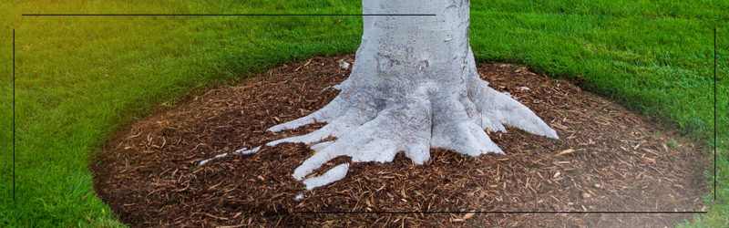 Properly mulched tree base surrounded by healthy green grass, demonstrating best practices for tree care during summer heatwaves.