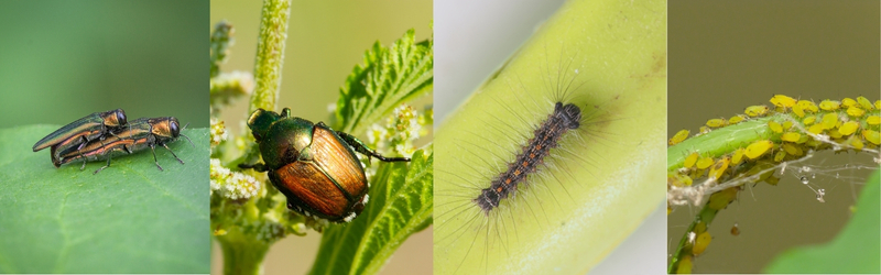 In Content - Top Tree Pests Summer 2025_ Whats Currently Harming Trees - MARTIN'S TREE SERVICE INC. Close-up of common summer tree pests including emerald ash borers, Japanese beetles, gypsy moth caterpillar, and yellow aphids on plant leaves.