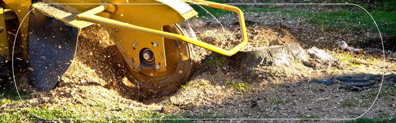Professional stump grinding machine in action, removing a tree stump to improve lawn health and landscape aesthetics.