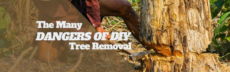 Person chopping down a tree with an axe – dangers of DIY tree removal.