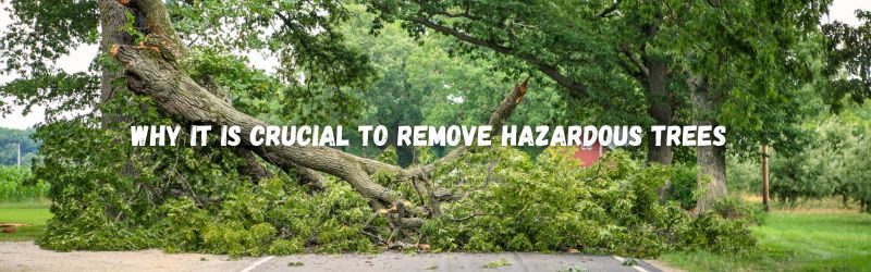 Fallen tree blocking road after storm – importance of hazardous tree removal