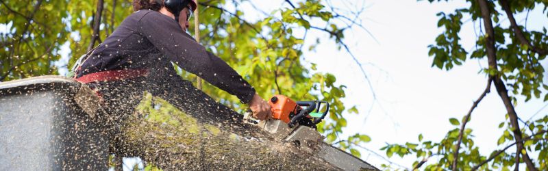 Arborist Tree Pruning Service Working on High Branches