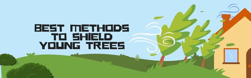 Banner-How To Protect Young Trees From Wind Damage - MARTIN'S TREE SERVICE INC. Banner-How To Protect Young Trees From Wind Damage