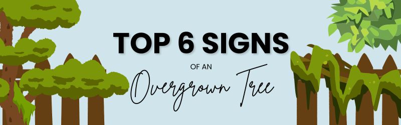 Banner-Top 6 Signs Of An Overgrown Tree