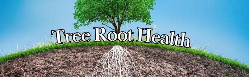 Banner-What Homeowners Need To Know About Tree Root Health - MARTIN'S TREE SERVICE INC. Banner-What Homeowners Need To Know About Tree Root Health