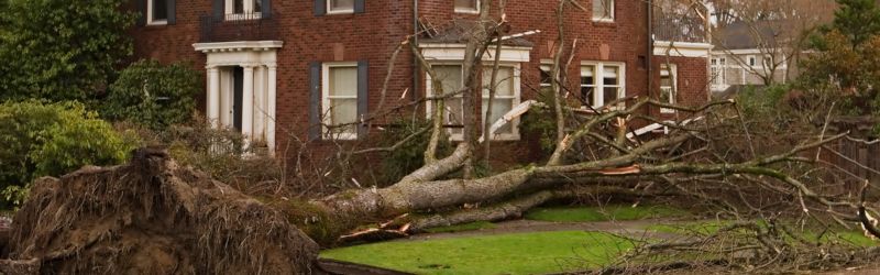 Dead or Drooping Branches