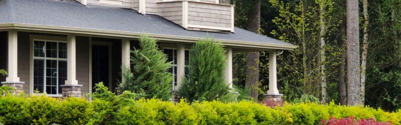 Young trees outside - MARTIN'S TREE SERVICE INC. Young trees outside