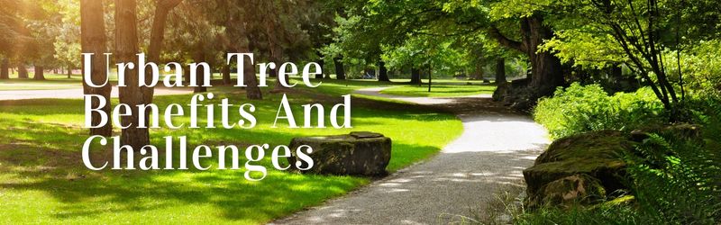 Banner-The Role of Trees in Urban Environments Benefits and Challenges