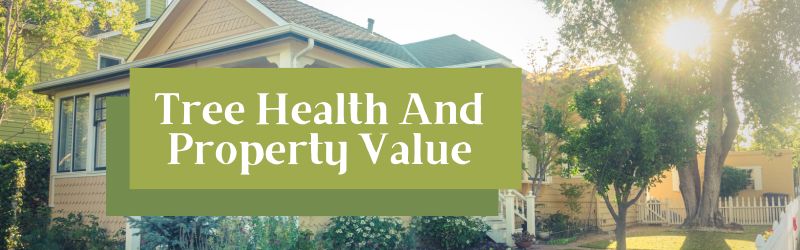 The Importance of Tree Health for Property Value and Curb Appeal