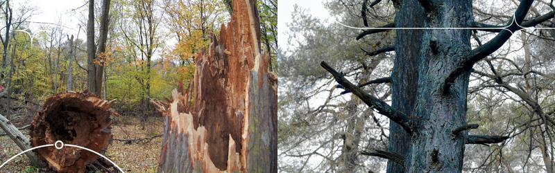 Dead vs Dying Trees_ How to Tell the Difference and When to Remove Them - MARTIN'S TREE SERVICE INC. Dead vs Dying Trees_ How to Tell the Difference and When to Remove Them